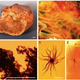 Illustration for article titled Perfectly-Preserved Plants And Insects Discovered From 95 Million Years Ago